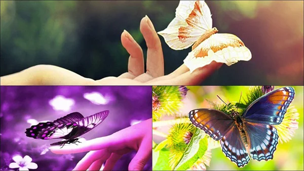 image1 12 - Mơ thấy con bướm đánh con gì? Giải mã giấc mơ con bướm?